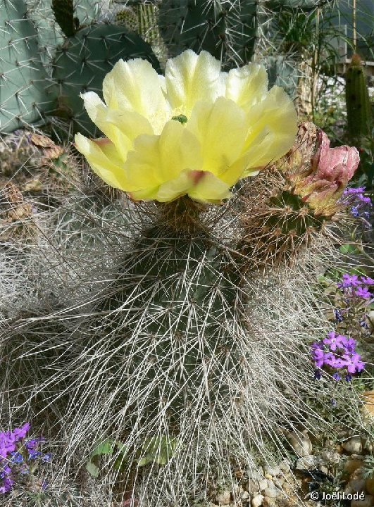 Opuntia polyacantha (hystricina) S. Ysidro, NM, USA JLcoll.3602